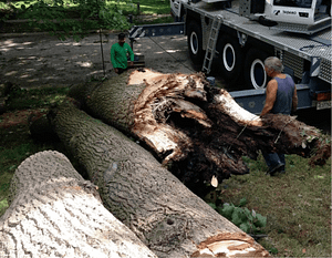 Removing emergency trees from a property