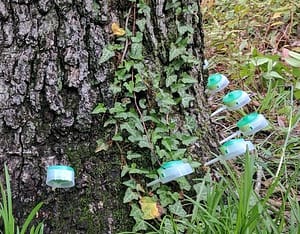 Tree Fertilization Professionals, fertilizing root of tree