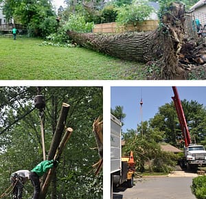 Emergency Tree Removal in Chevy Chase