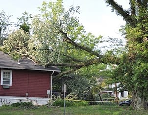 Emergency Tree Service in Maryland