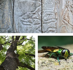 Collage of Ash Tree Removal, there are symptoms, a healthy tree, and a borer beetle