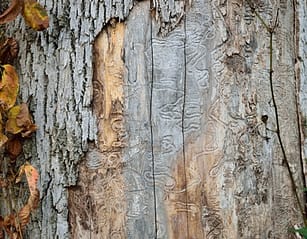 ash tree bark removal