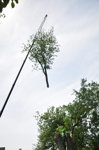 Beltsville Tree Removal