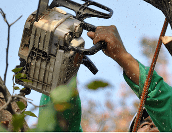 Emergency Tree Removal Rockville