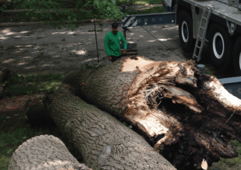 Licensed Tree Removal Company College Park