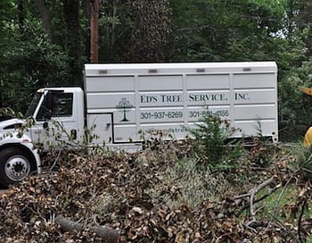 Emergency tree removal Potomac. MD