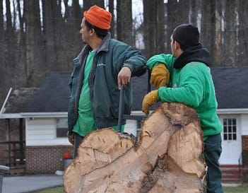 Stump Removal