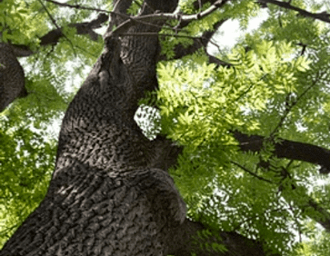 Ash Tree Removal in Adelphi, Maryland