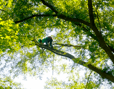 Rockville Tree Trimming Company