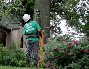 Emergency Tree Removal in Potomac, MD