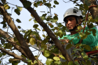 Rockville Tree Removal Company