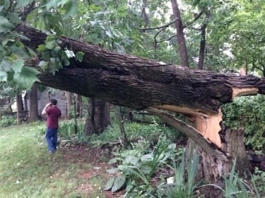 emergency fallen tree Maryland