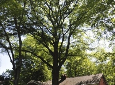 Emergency Tree Removal, Chevy Chase, Tree Care, Ed's Tree Service