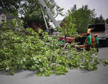 Washington DC Emergency Tree Removal