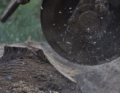 Chevy Chase Stump Removal&nbsp;