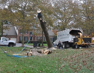 Tree Removal Company in Gaithersburg, MD