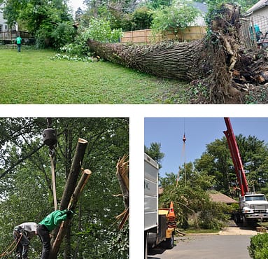 Professional Emergency Tree Removal Teams Working on Properties In Bethesda Maryland