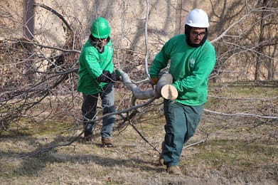 Tree Removal Services, Laurel MD, Two men holding tree