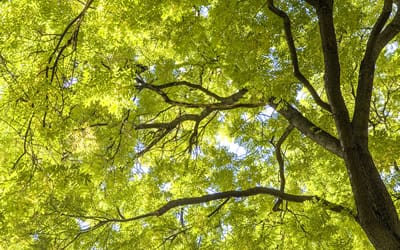 tree trimming services