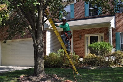 Licensed Tree Trimming Company Rockville