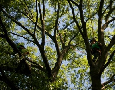 Adelphi Tree Trimming