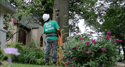 Emergency Tree Removal in Potomac, MD