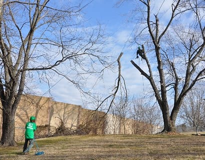 Tree Removal in College Park, MD