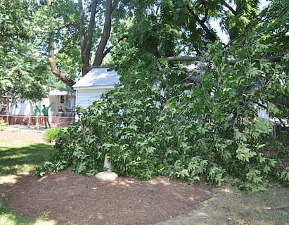 Potomac tree removal