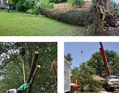 Ed's Tree Service, Collage 