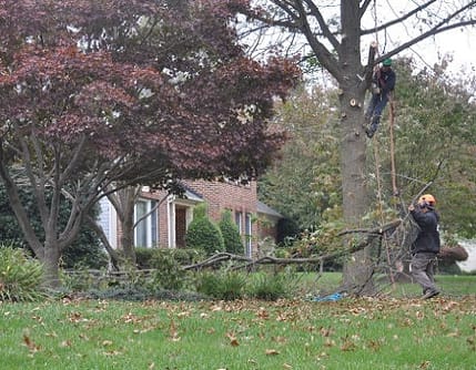 Chevy Chase Tree Removal