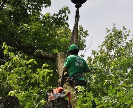 Tree Trimming