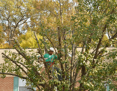 Licensed Tree Experts in Maryland Tree Trimming and Care
