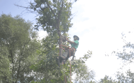 Licensed and Insured Rockville Tree Removal Company