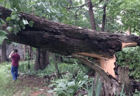 Emergency Tree Removal Company Adelphi