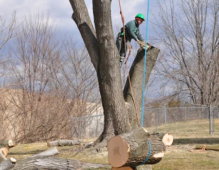 Silver Spring emergency tree removal