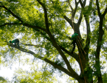 Tree Pruning