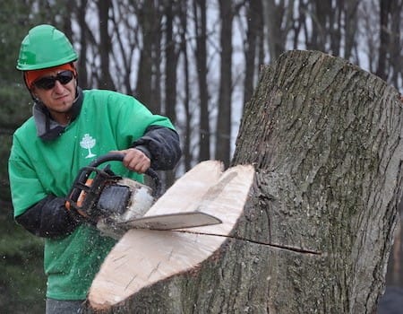 Rockville Stump Removal