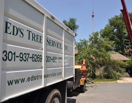 Potomac tree trimming