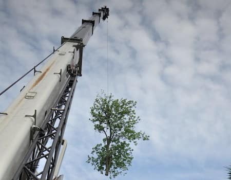 Ed's Tree Service uses crane to remove a tree