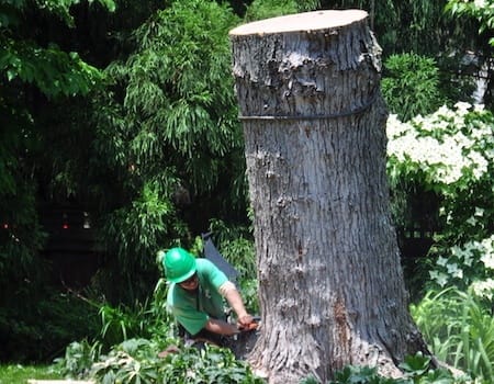 Potomac tree removal