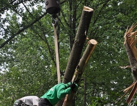 Silver Spring emergency tree removal