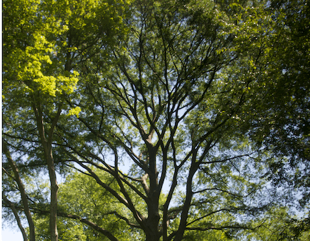 tree trimming in Adelphi, MD