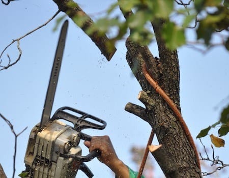 tree trimming and pruning in Silver Spring, MD