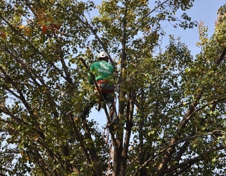 Gaithersburg, Maryland Tree Pruning