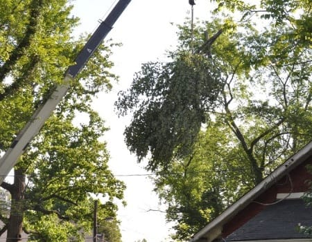 Hyattsville Tree Removal Company