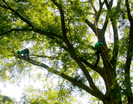 Silver Spring, MD Tree Trimming