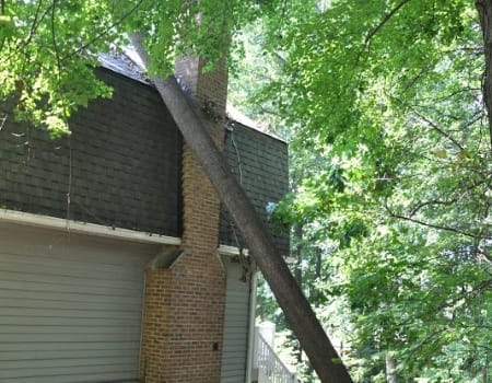 Emergency Tree Removal in Chevy Chase, MD