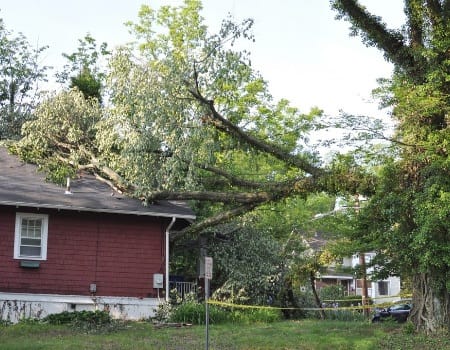 emergency tree removal in Potomac MD