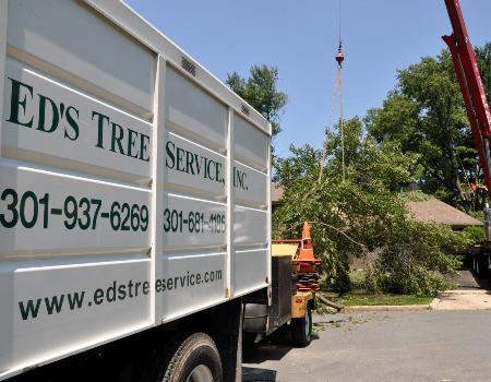 Bethesda, MD Professional Tree Care Services