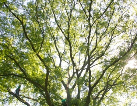 Tree Trimming and Pruning in Adelphi, MD